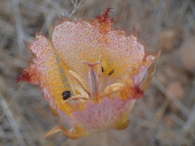 Calochortus fimbriatus, photographed by George Williams