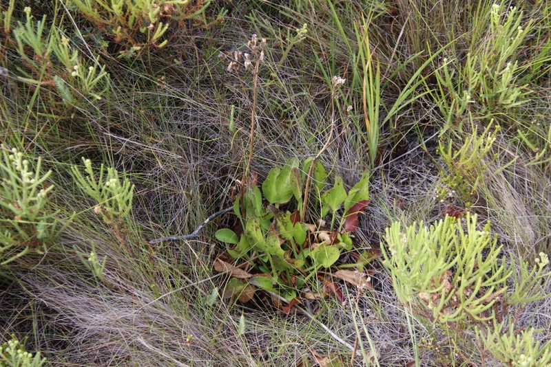 Villarsia goldblattiana, photographed by Tony Rebelo