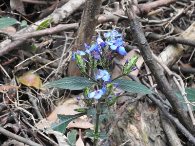 Eranthemum pulchellum, photographed by Stephen Matthews