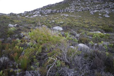 Agonis flexuosa, photographed by Tony Rebelo