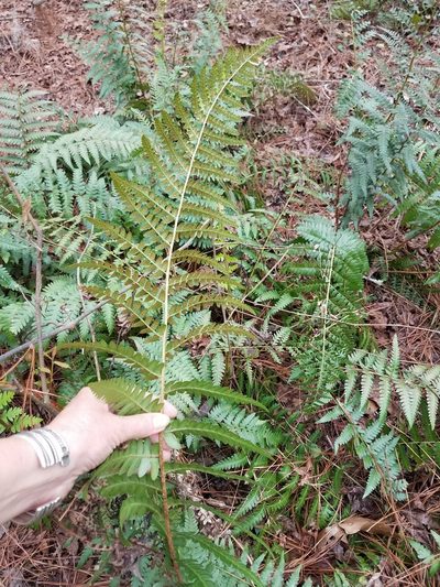 Dryopteris ludoviciana, photographed by Laura Gaudette