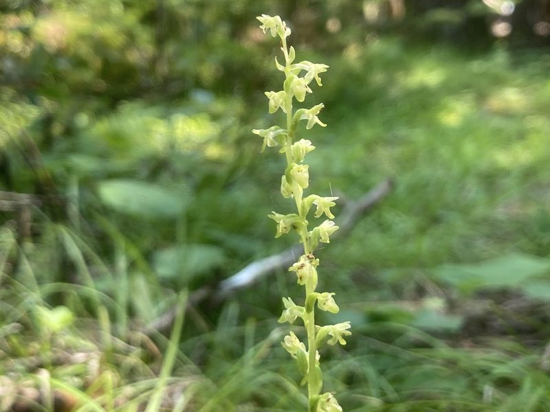 Platanthera unalascensis, photographed by Derek