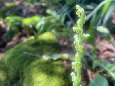 Platanthera aquilonis, photographed by Derek