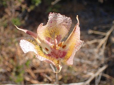 Calochortus fimbriatus, photographed by George Williams