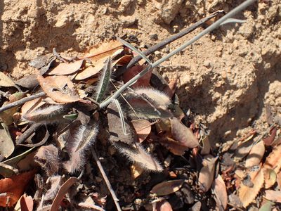 Hieracium argutum, photographed by George Williams