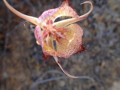 Calochortus fimbriatus, photographed by George Williams