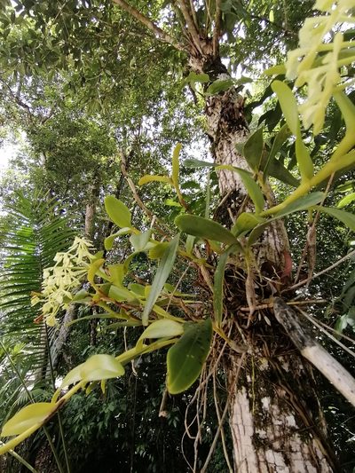 Epidendrum chlorocorymbos, photographed by Sebastián de Jesús Herrera Buenfil