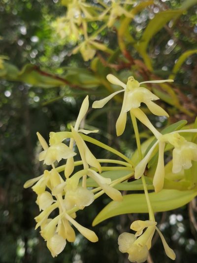 Epidendrum chlorocorymbos, photographed by Sebastián de Jesús Herrera Buenfil