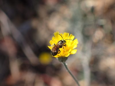 Hieracium argutum, photographed by George Williams