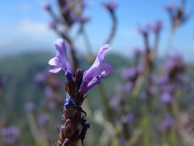 Lavandula canariensis, photographed by Daniel Cahen