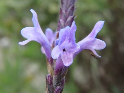 Lavandula canariensis, photographed by Daniel Cahen