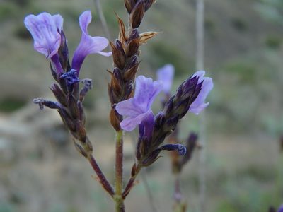 Lavandula canariensis, photographed by Daniel Cahen