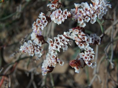Limonium pectinatum, photographed by Daniel Cahen