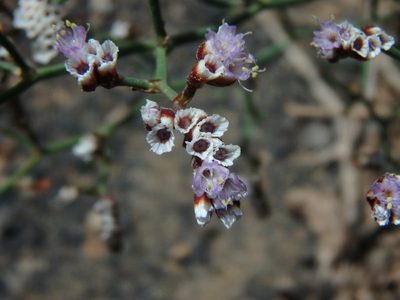 Limonium pectinatum, photographed by Daniel Cahen