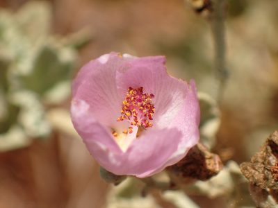 Malacothamnus nuttallii, photographed by George Williams