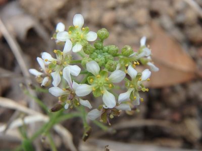 Lobularia canariensis, photographed by Daniel Cahen