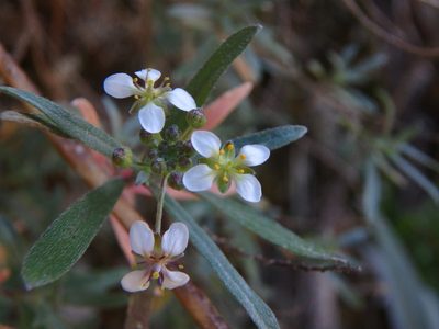 Lobularia canariensis, photographed by Daniel Cahen
