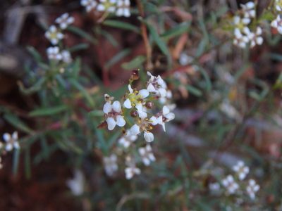 Lobularia canariensis, photographed by Daniel Cahen