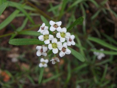 Lobularia canariensis, photographed by Daniel Cahen