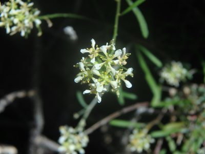 Lobularia canariensis, photographed by Daniel Cahen
