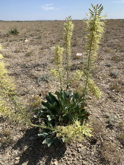 Stanleya viridiflora, photographed by brunsonm