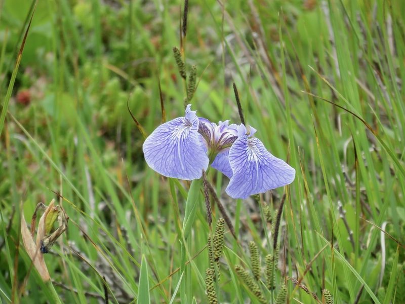 Iris hookeri, photographed by Renee MacQuarrie