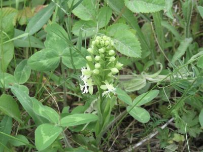 Platanthera lacera, photographed by Renee MacQuarrie