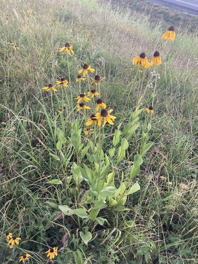 Rudbeckia alismifolia, photographed by John Michael