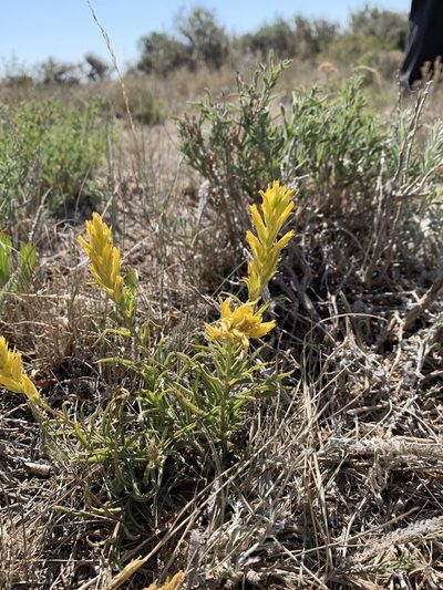 Castilleja flava, photographed by brunsonm