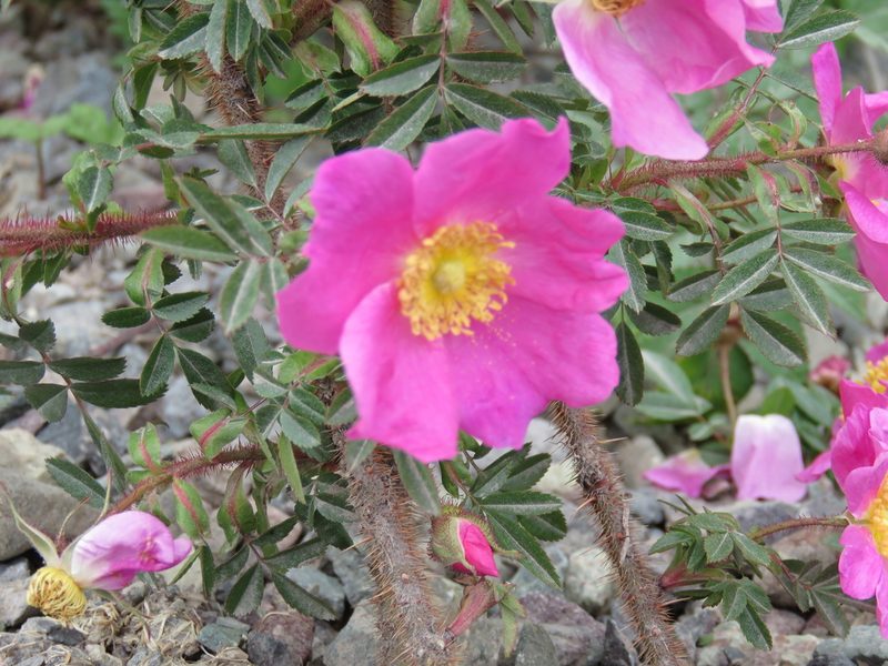 Rosa nitida, photographed by Renee MacQuarrie