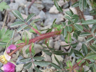 Rosa nitida, photographed by Renee MacQuarrie