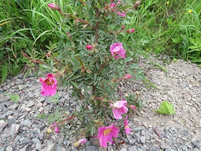 Rosa nitida, photographed by Renee MacQuarrie