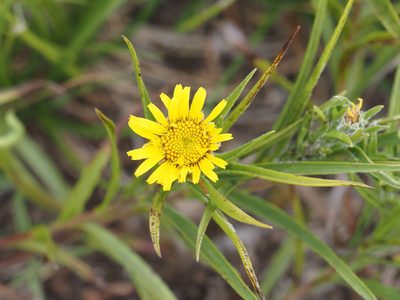 Pentanema ensifolium, photographed by Michael Knapp