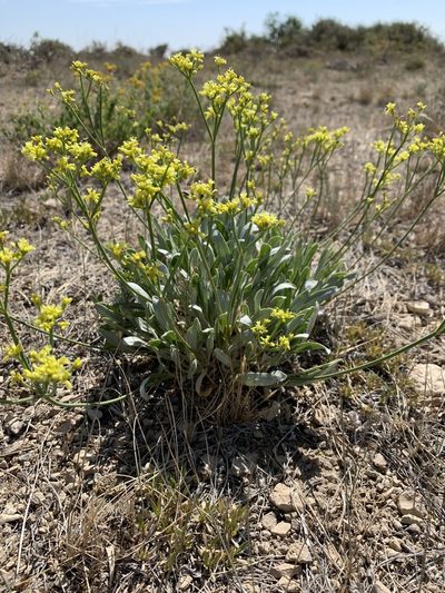 Eriogonum brevicaule, photographed by brunsonm