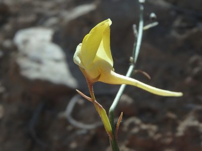 Nanorrhinum scoparium, photographed by Daniel Cahen