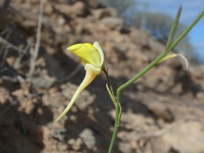 Nanorrhinum scoparium, photographed by Daniel Cahen