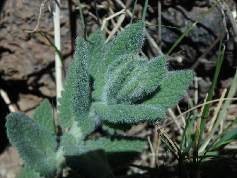 Nepeta teydea, photographed by Daniel Cahen