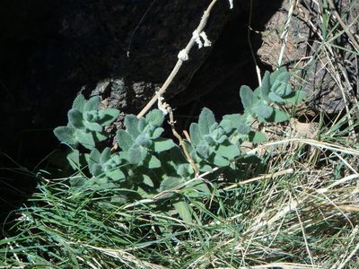 Nepeta teydea, photographed by Daniel Cahen