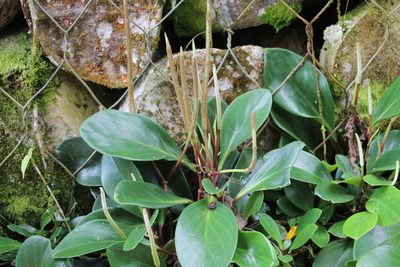 Peperomia obtusifolia, photographed by Andrés Ramírez-Barrera