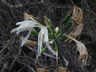 Pancratium canariense, photographed by Daniel Cahen