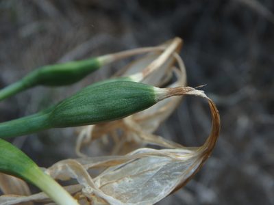 Pancratium canariense, photographed by Daniel Cahen