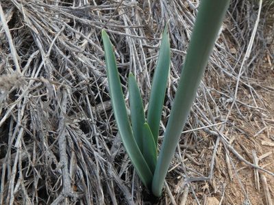 Pancratium canariense, photographed by Daniel Cahen