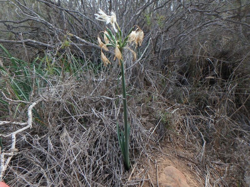 Pancratium canariense, photographed by Daniel Cahen