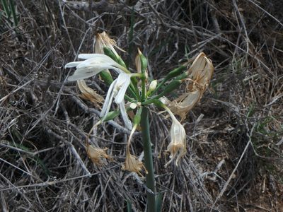 Pancratium canariense, photographed by Daniel Cahen