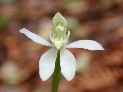 Caladenia variegata, photographed by Dave Boyle