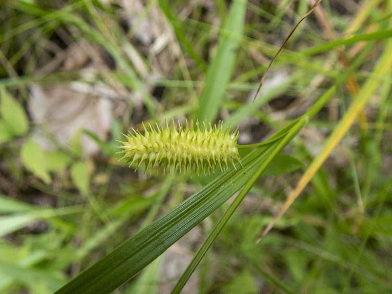 Carex hystericina, photographed by Randy A Nonenmacher