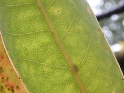 Persea indica, photographed by Daniel Cahen
