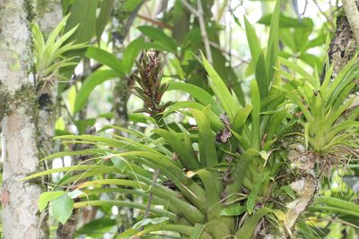 Guzmania monostachia, photographed by Andrés Ramírez-Barrera