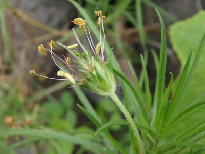 Plantago arborescens, photographed by Daniel Cahen