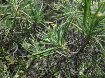 Plantago arborescens, photographed by Daniel Cahen